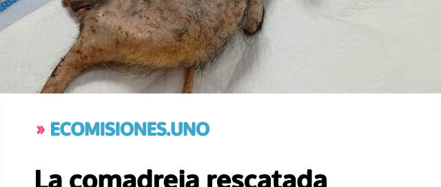 La comadreja rescatada evoluciona favorablemente bajo cuidados especializados